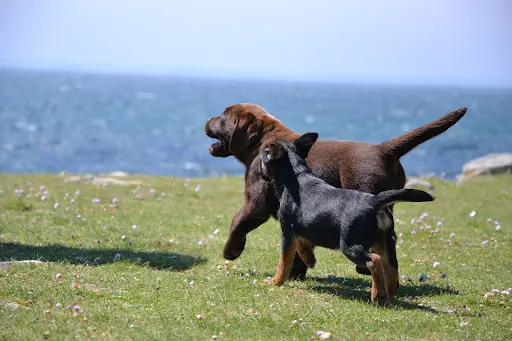 Chiots Labrador & Border Terrier Ki Kalonek