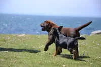 Chiots Labrador & Border Terrier Ki Kalonek
