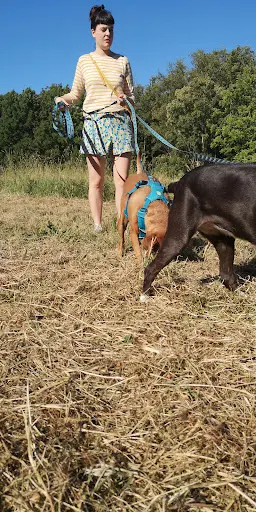 Canis Totem - Éducateur Comportementaliste Canin