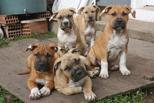 Elevage les Gardiens de l'Obscurité American Staffordshire Terrier