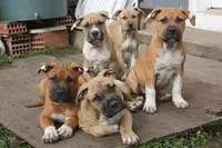 Elevage les Gardiens de l'Obscurité American Staffordshire Terrier