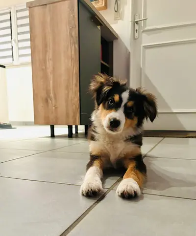 Le Domaine de Primella : Chiots Bergers Americains Miniatures Lof Auvergne