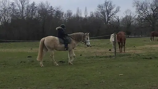 Equithéraphie Quercy Cheval