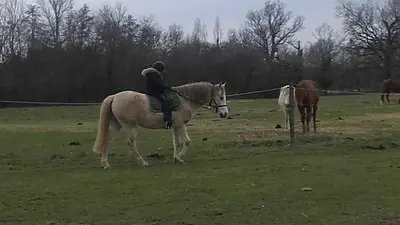 Equithéraphie Quercy Cheval