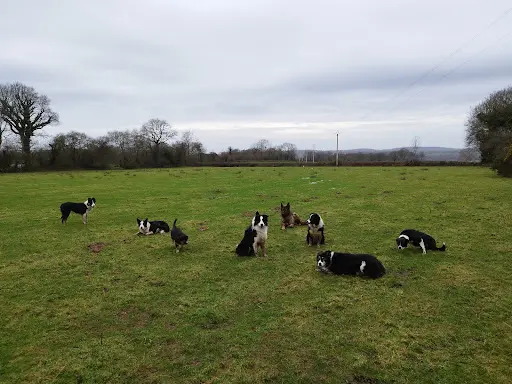 Centre d'Éducation Canine de Néhou - Dogsheep&co