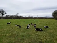 Centre d'Éducation Canine de Néhou - Dogsheep&co