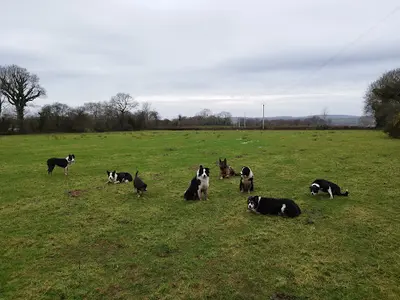 Centre d'Éducation Canine de Néhou - Dogsheep&co
