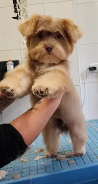 Au Caniche Elégant