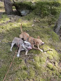 Dog S World Education Canine - Educateur Canin Nemours - Dogsitter