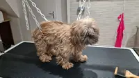 Douceur Canine