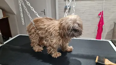Douceur Canine