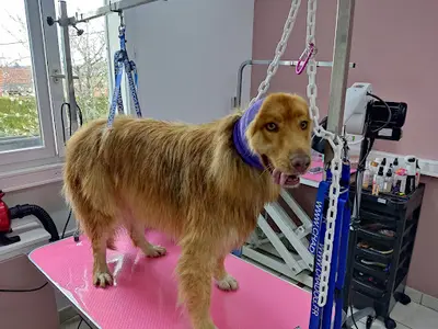 Cat And Dog Beauty