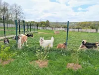 Ecpv-espace Canin de la Plaine Vosgienne
