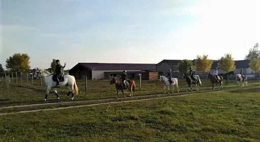 Earl les Ecuries de la Borde - Poney Club - Pension Chevaux de Propriétaires - Élevage - Saumur