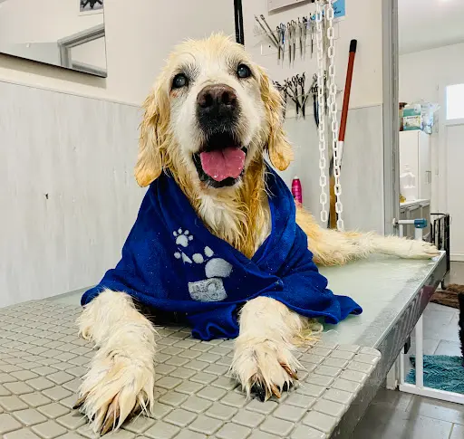 Grooming Attitude