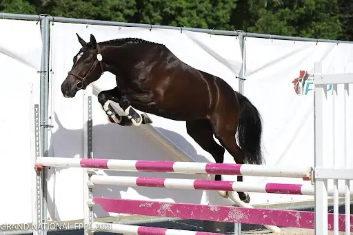 Haras de Martras