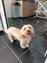 O Bonheur des Chiens