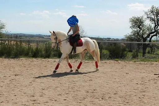 Ecuries Fred Beaujeu - Chevaux Sport Cso