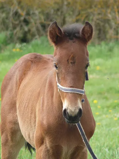Haras de l'Orgue · Thierry Dumas