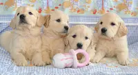 Elevage Golden Retrievers