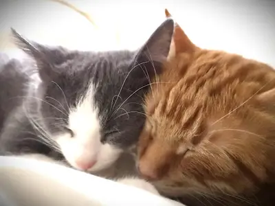 Le Chat, l'Heureux