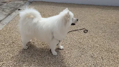 Esthetique Canine