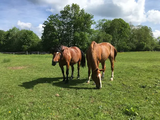 Haras du Val de Galilee