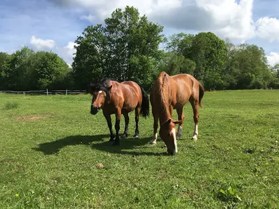 Haras du Val de Galilee