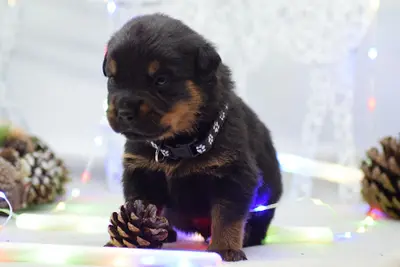 Élevage des Crocs d'Anges Heureux / Chiots American Staff & Rottweiler Lof