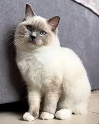 Les Pattounes de Lily