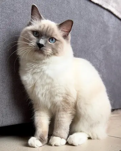 Les Pattounes de Lily