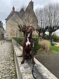 Salon de Toilettage Adelaide