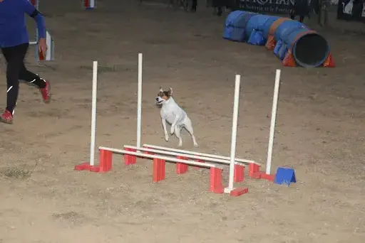 Agility Club Nevianais