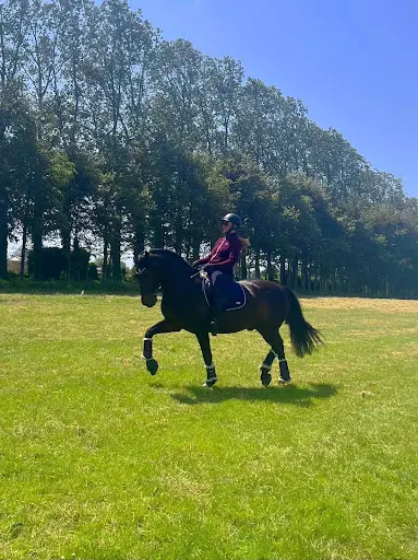 Ecurie Marc Claeyssens - Haras de Riton