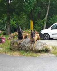 Wolfhound School