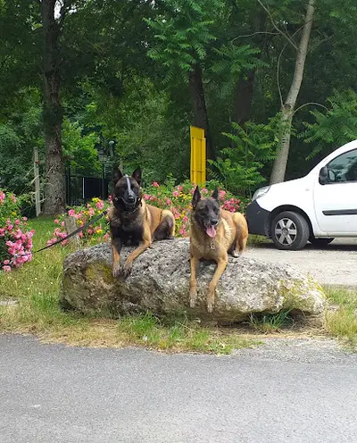 Wolfhound School