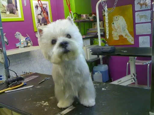 Academy des Chiens