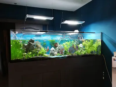 Aquadecor