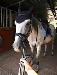Avantgarde - École d'Équitation