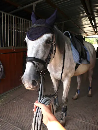 Avantgarde - École d'Équitation