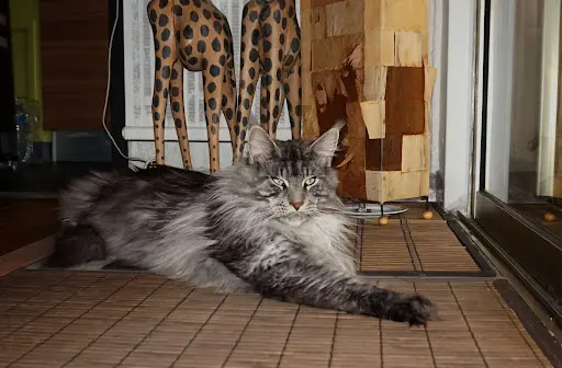 Chatterie de Cimiez - Chats et Chatons de Race Maine Coon