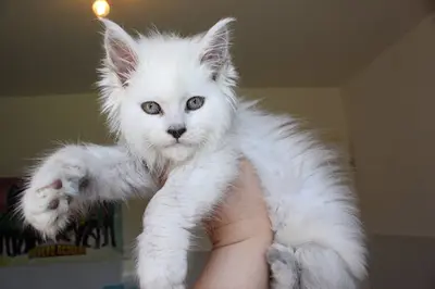 Chatterie Hugcoon - Maine Coon À Nice