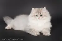 Chatterie les Sacrés Coons du Sud - Elevage de British Shorthair et British Longhair