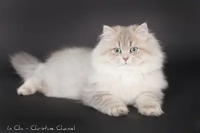 Chatterie les Sacrés Coons du Sud - Elevage de British Shorthair et British Longhair