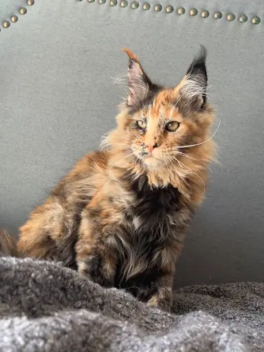 Chatterie Tribu de la Taïga - Maine Coon