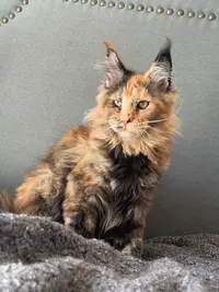 Chatterie Tribu de la Taïga - Maine Coon