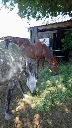 Cheval Libre 06
