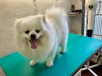 Dog Paradise