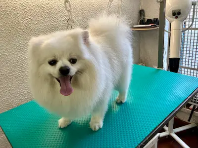 Dog Paradise
