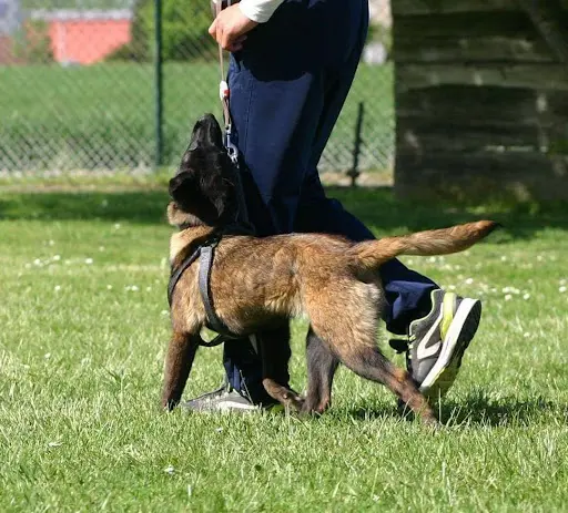 Éducateur Canin